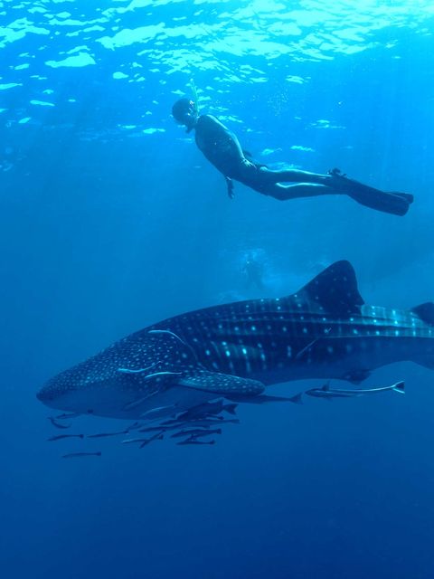 Whale Shark Diving Experience Baglioni Resort Maldives